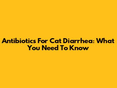 Antibiotics For Cat Diarrhea: What You Need To Know