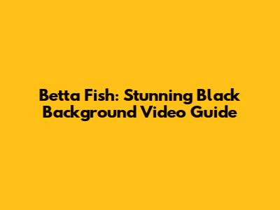 Betta Fish: Stunning Black Background Video Guide