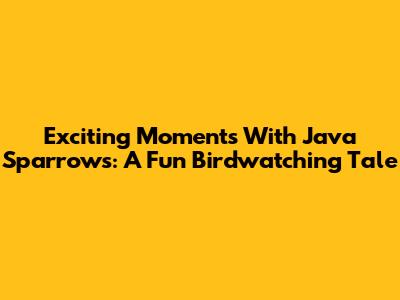 Exciting Moments With Java Sparrows: A Fun Birdwatching Tale