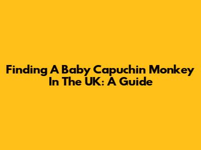 Finding A Baby Capuchin Monkey In The UK: A Guide
