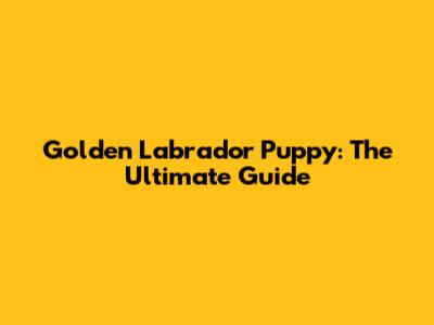 Golden Labrador Puppy: The Ultimate Guide