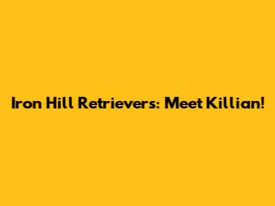 Iron Hill Retrievers: Meet Killian!