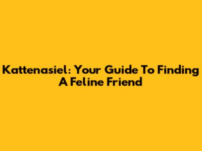 Kattenasiel: Your Guide To Finding A Feline Friend