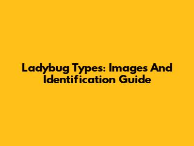 Ladybug Types: Images And Identification Guide