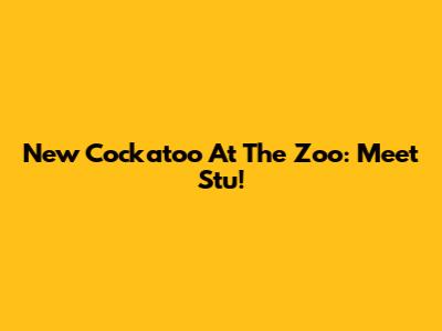 New Cockatoo At The Zoo: Meet Stu!