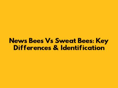 News Bees Vs Sweat Bees: Key Differences & Identification