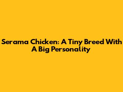 Serama Chicken: A Tiny Breed With A Big Personality
