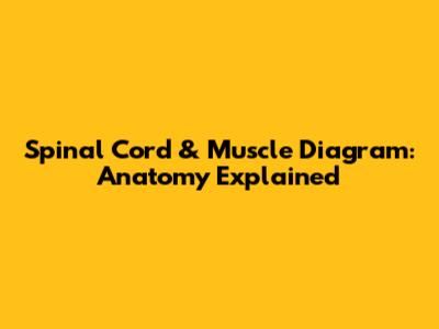 Spinal Cord & Muscle Diagram: Anatomy Explained