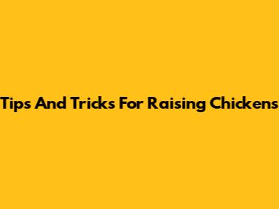 Tips And Tricks For Raising Chickens