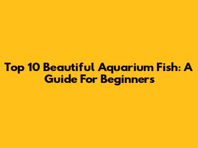 Top 10 Beautiful Aquarium Fish: A Guide For Beginners