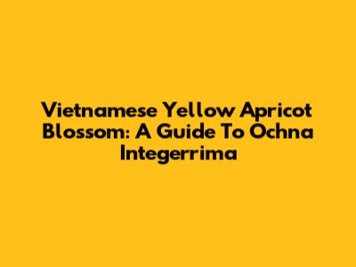 Vietnamese Yellow Apricot Blossom: A Guide To Ochna Integerrima