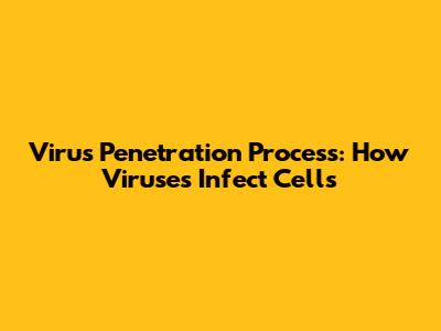 Virus Penetration Process: How Viruses Infect Cells